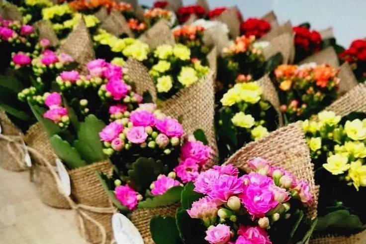 Kalanchoe