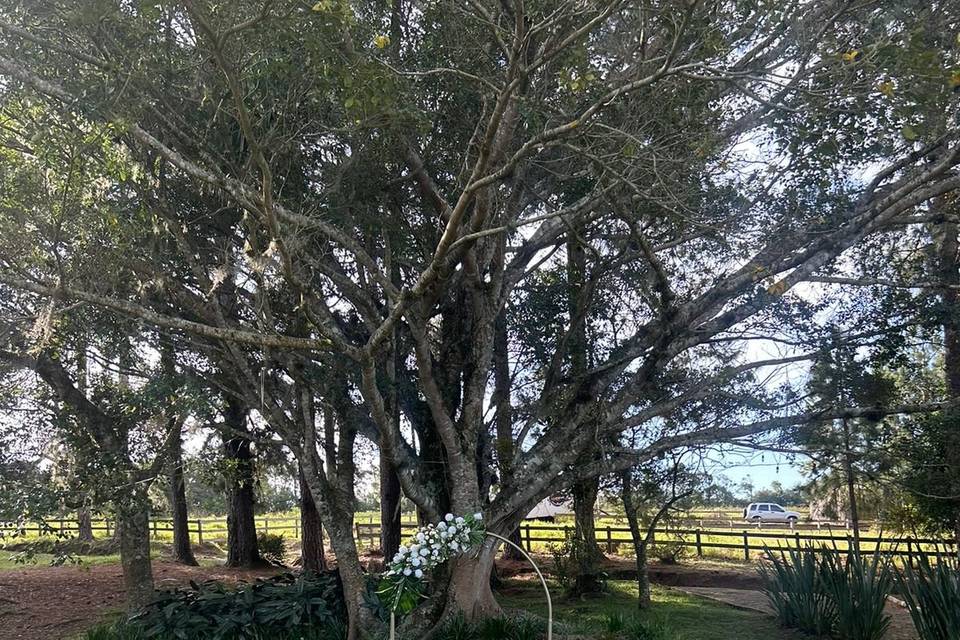 Cenário na Figueira