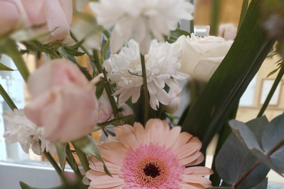 Rosa gerbera