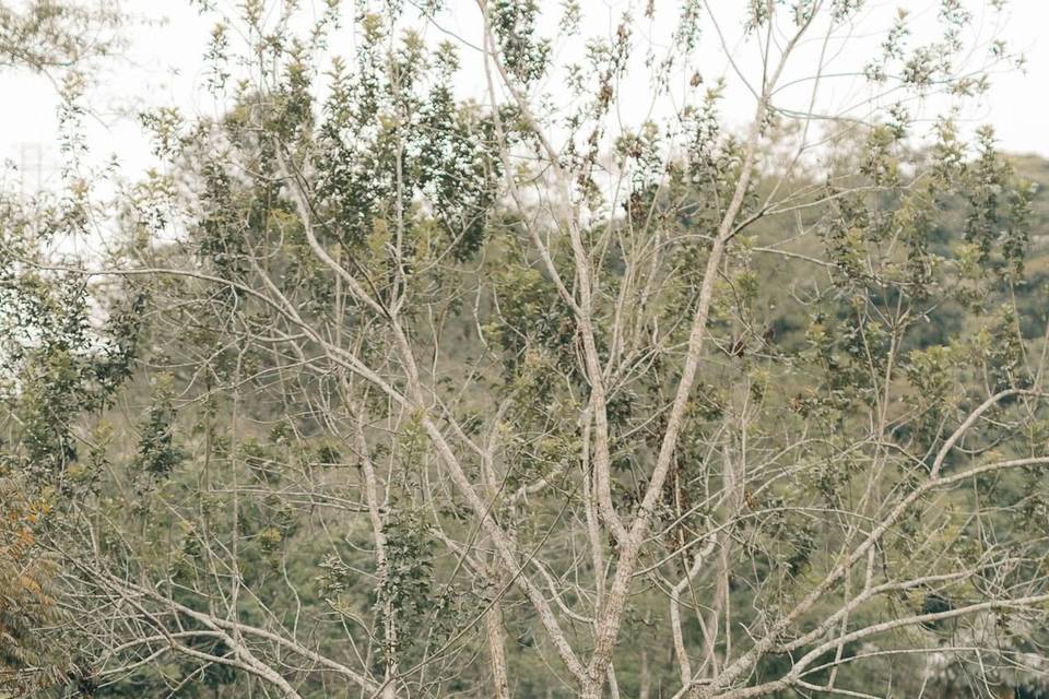 Cerimônia no jardim