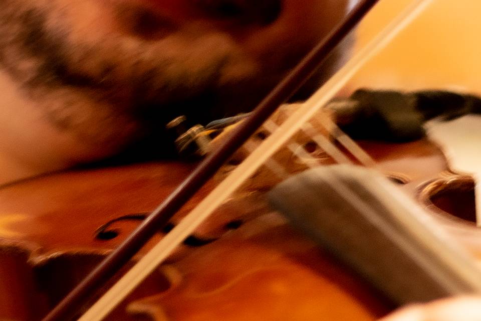 Violino