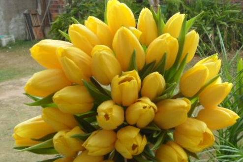 Buquê de tulipas