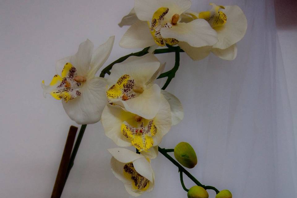 Orquídea