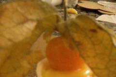 Physalis