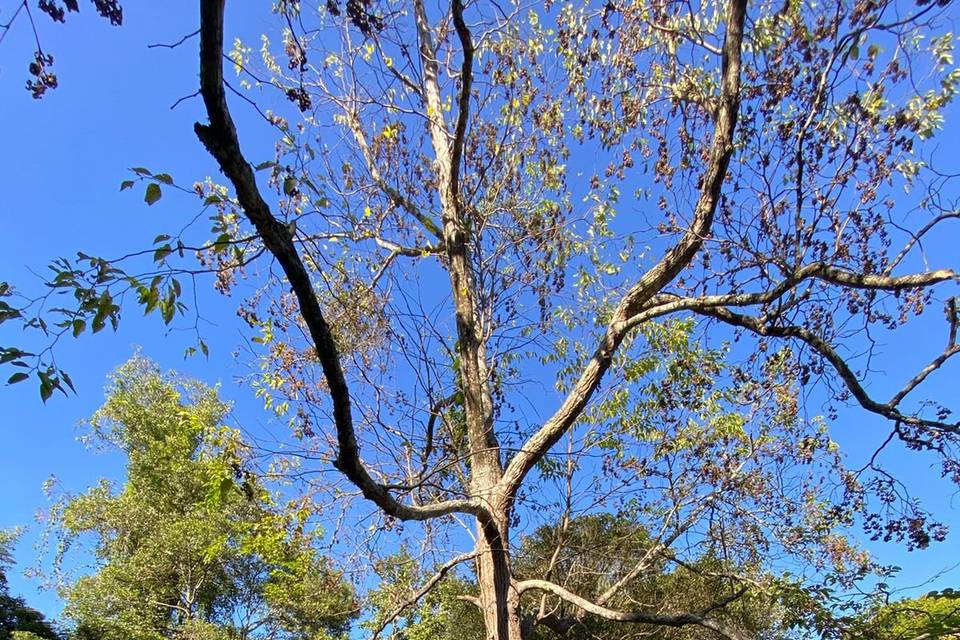 Onde a natureza faz o cenário.