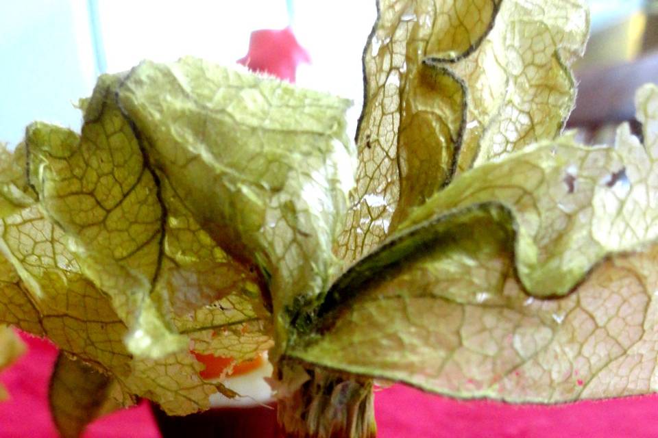 Cachepô de physalis