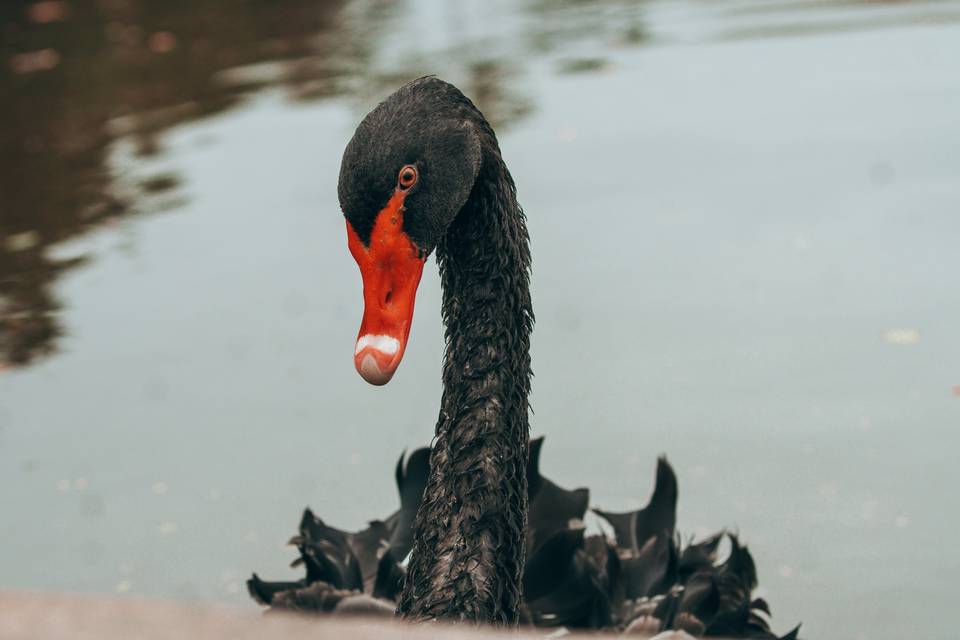 Cisne Negro