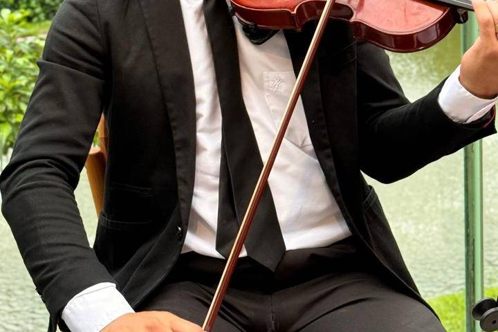 Violino