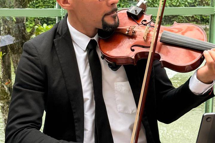 Violino