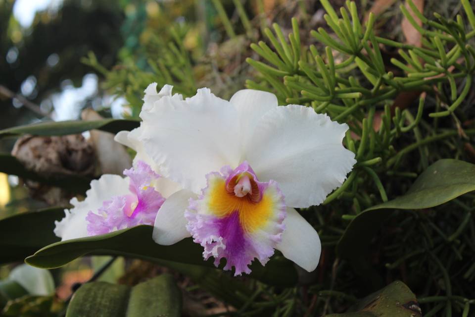 Orquídeas