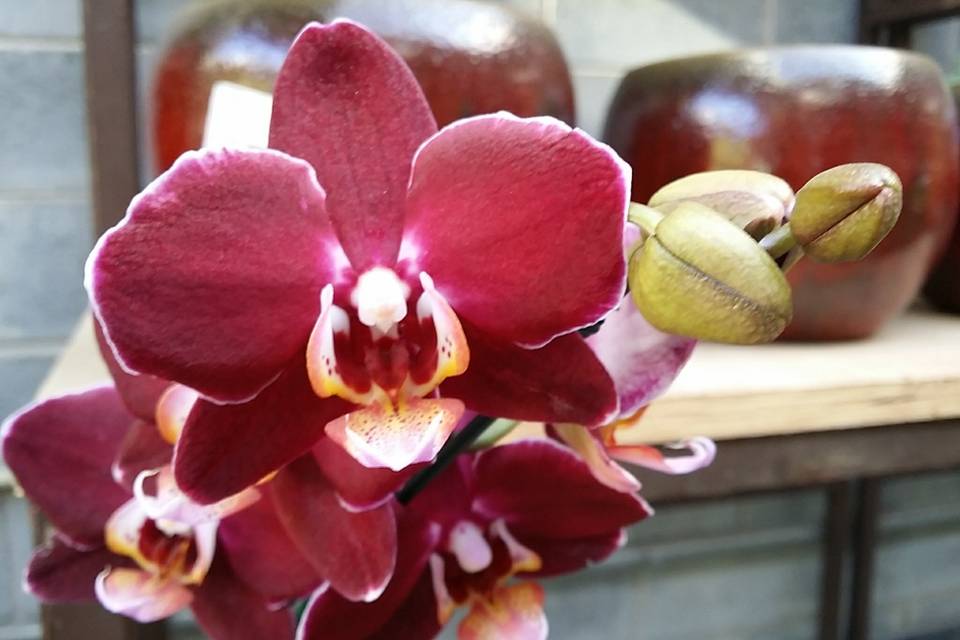 Orquídea exótica