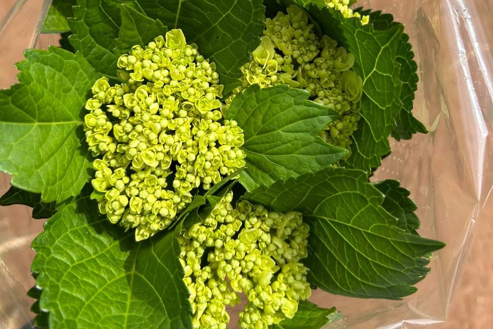 Hortênsia broto