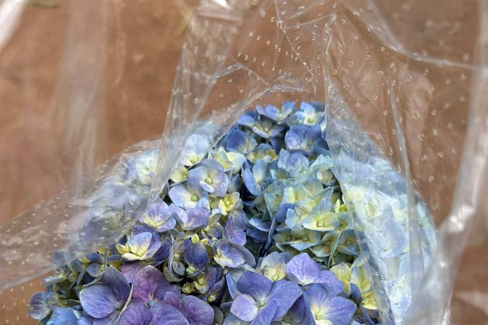Hortênsia azul