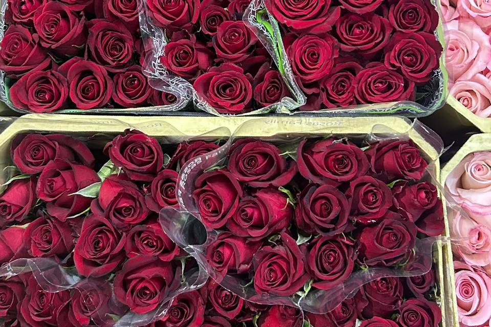 Rosas