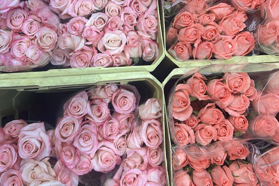 Rosas