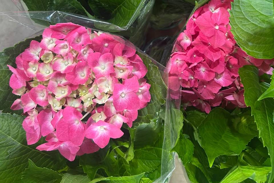 Hortênsia rosa