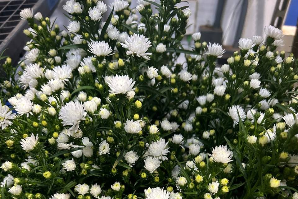 Aster