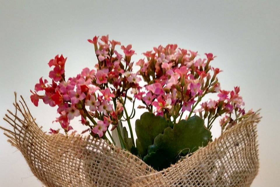 Kalanchoe 25 a 30 cm