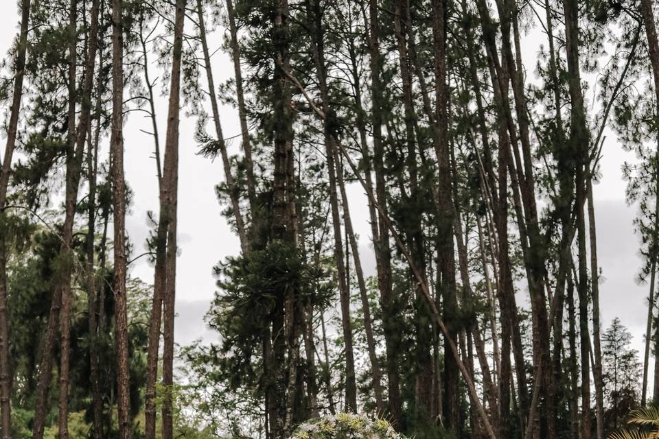 Amor e natureza