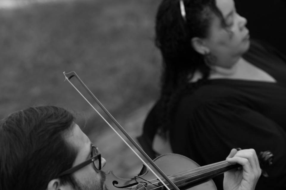 Violino