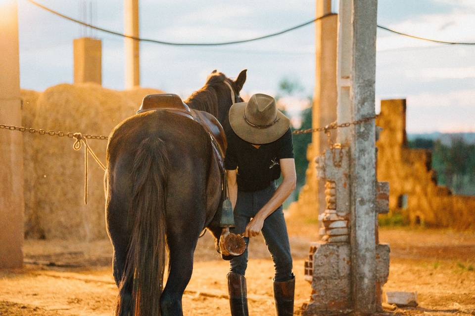 Apresentação de cavalos
