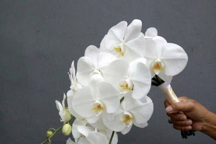 Buquê de orquídea