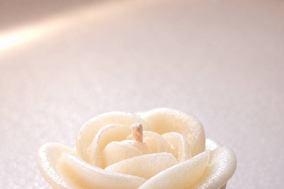 Rosa branca
