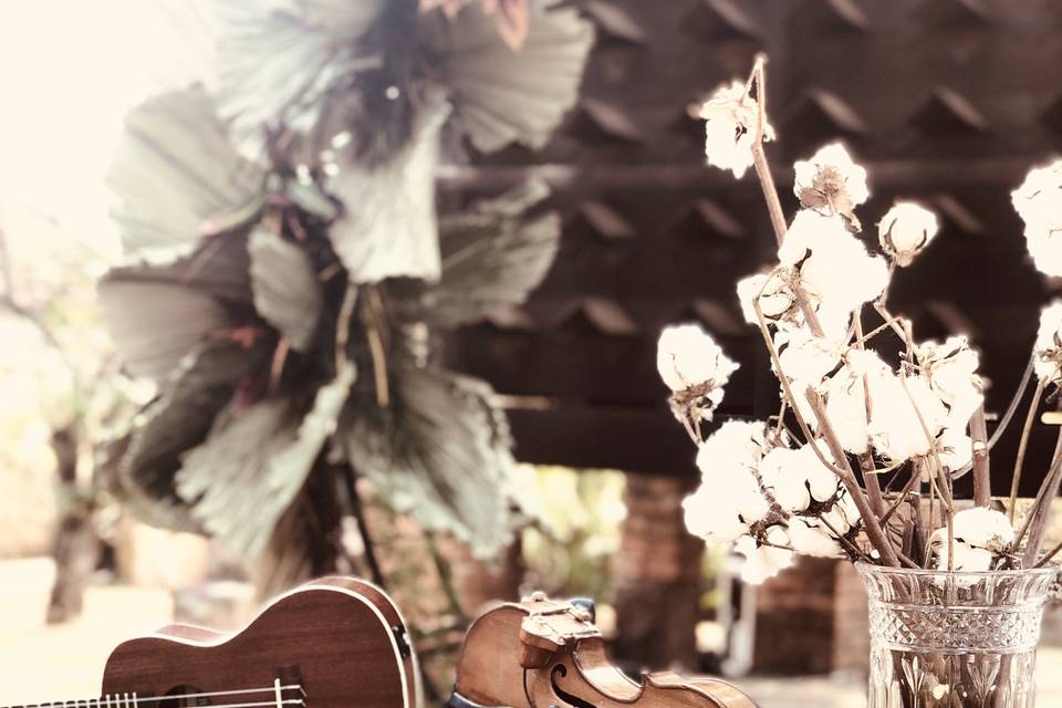 Violino e Ukulele