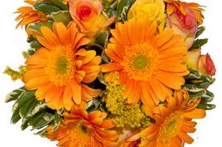 Viamore Flores