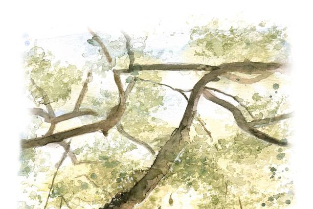 Hosana Cristina Ilustradora