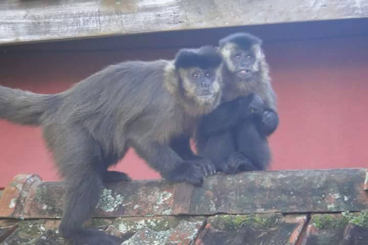 Macacos na recepção