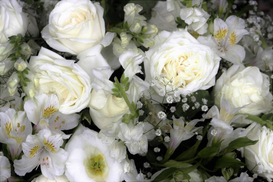 Flores