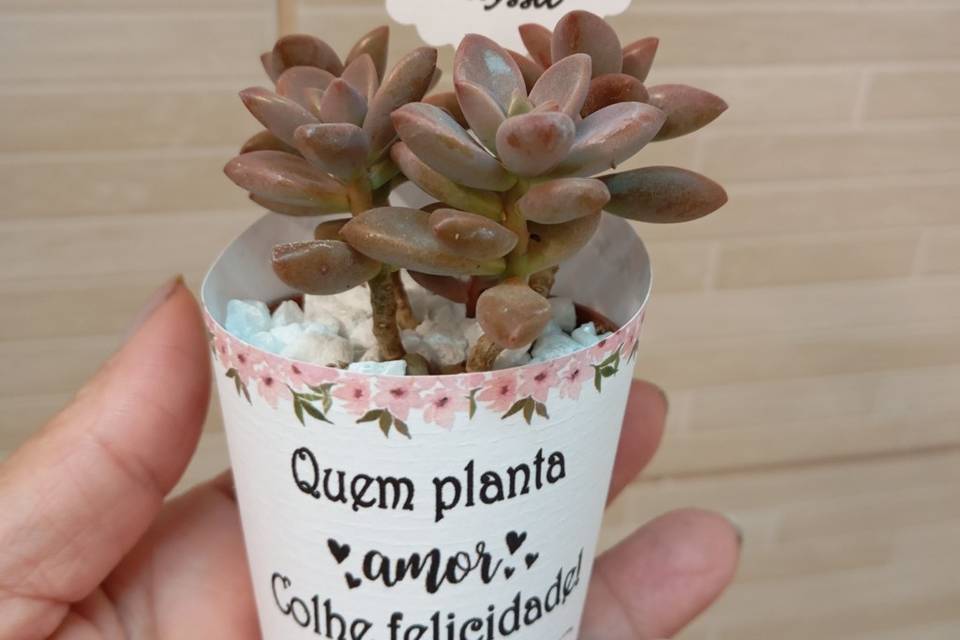 Mini suculentas personalizadas