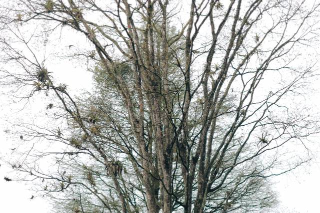 Casamento Catharina & Gustavo
