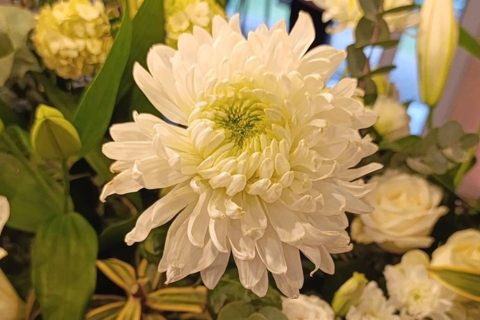 Flores