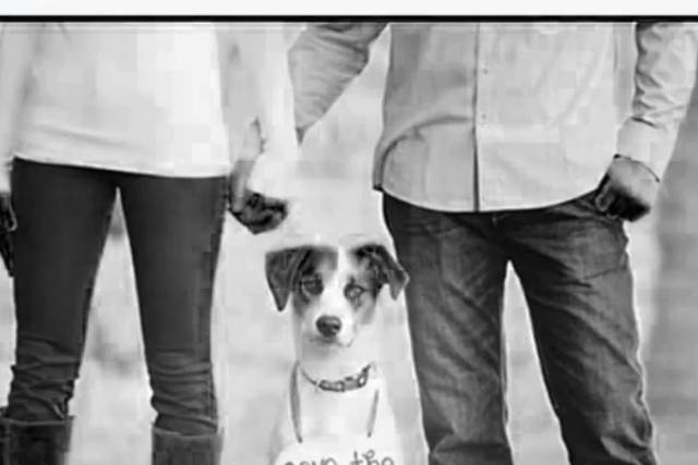 Save The Date Pet