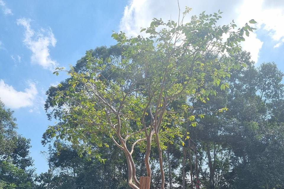 Jabuticabeira recepcionista