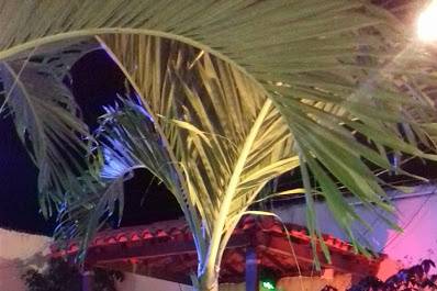 Luzes palmeiras
