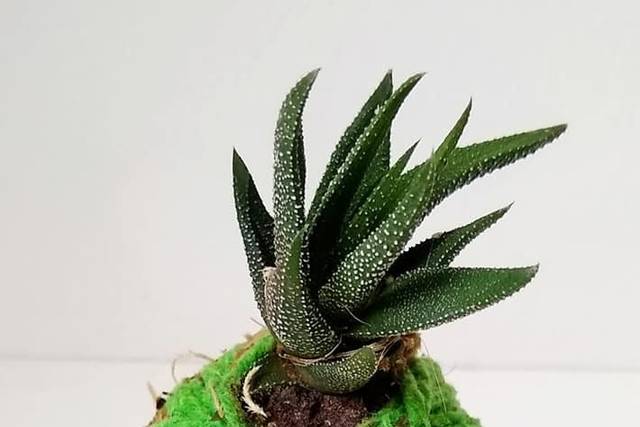 Mini kokedamas