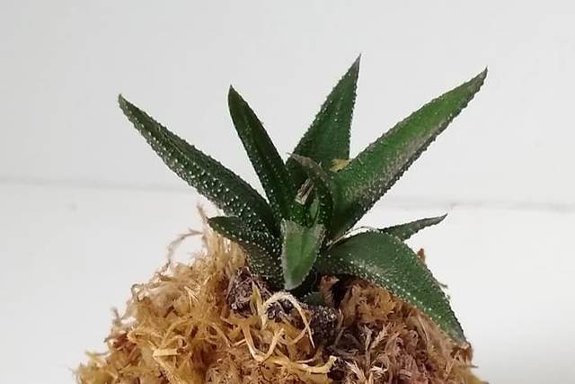 Mini kokedamas