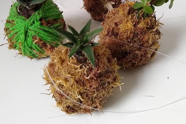 Mini kokedamas