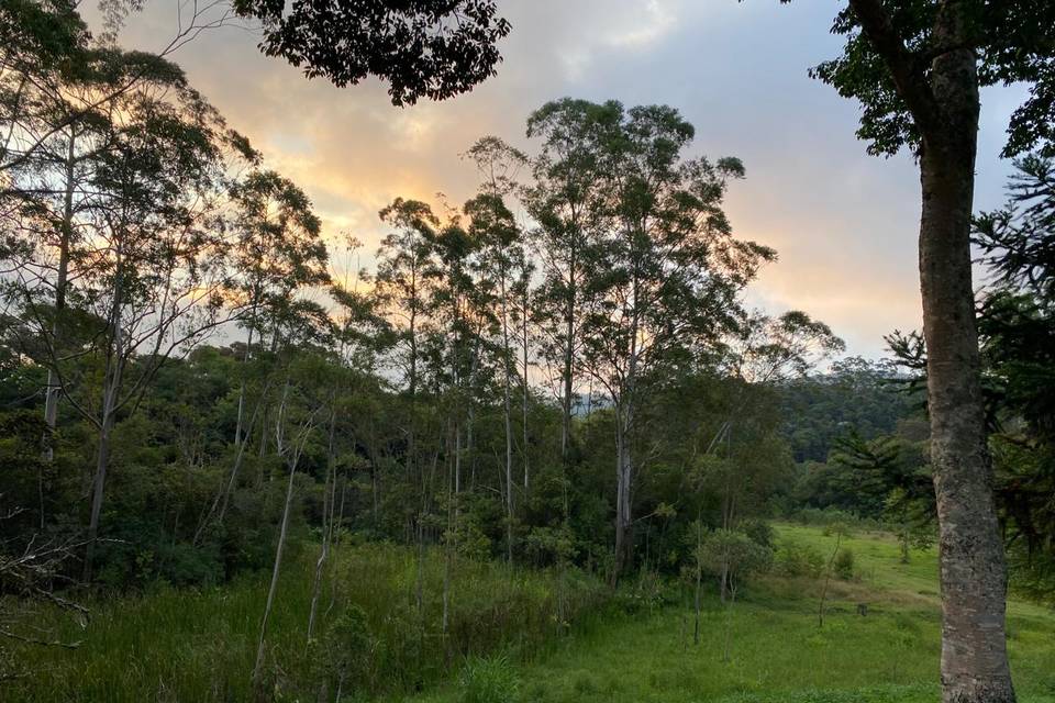 Bosque de eucalipto