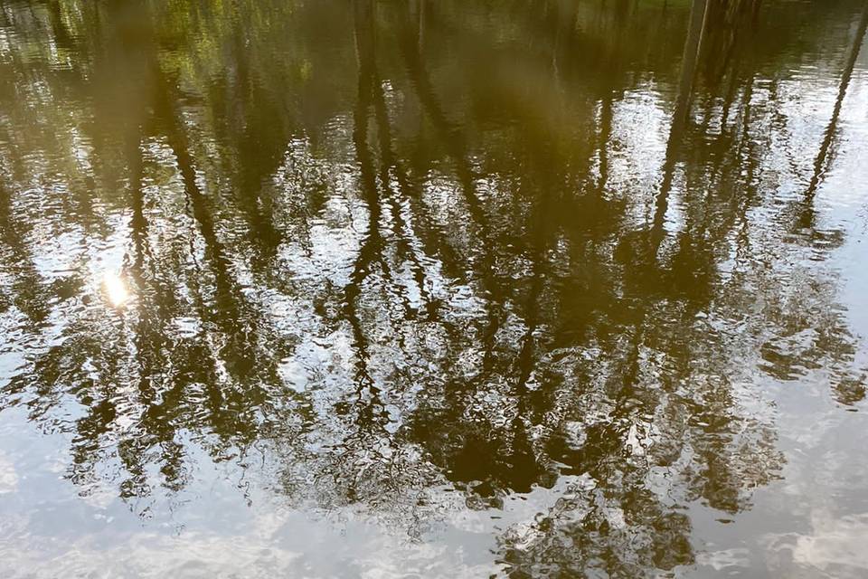 Reflexo de árvores no lago