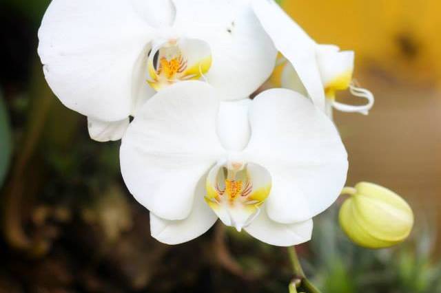 Orquídea