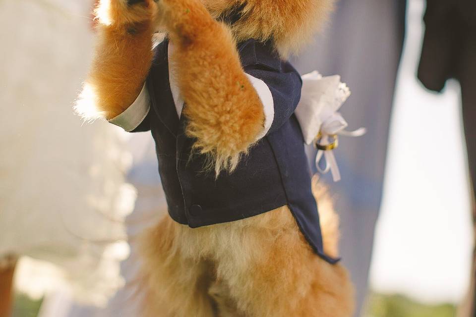 Pet Chique
