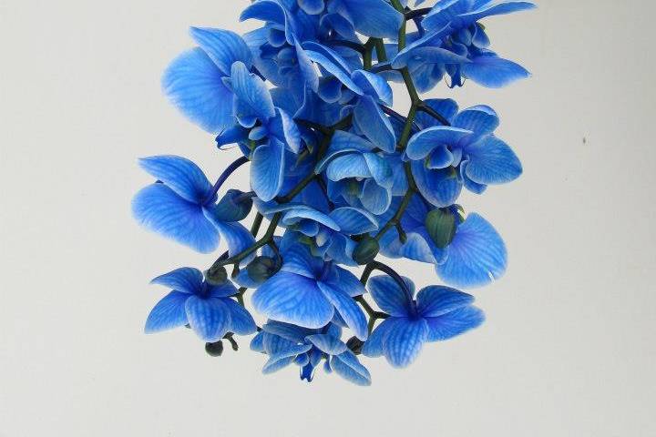 Buquê noiva orquidea azul