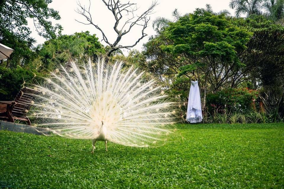 Vestido pavão