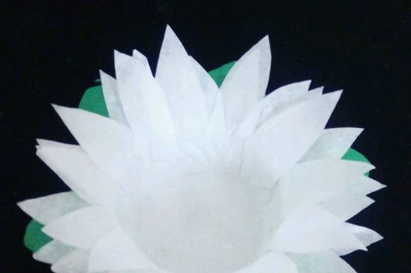 Margaridas Branca