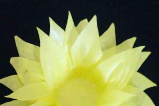 Girassol amarelo