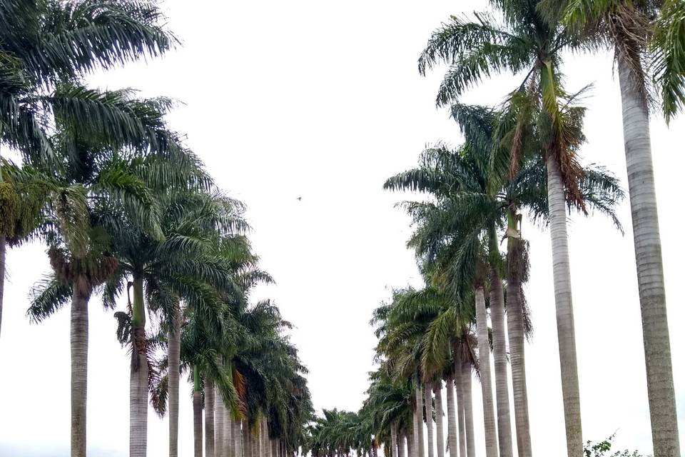 Hall das palmeiras